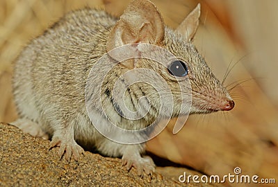 Antechinus bellus Stock Photo